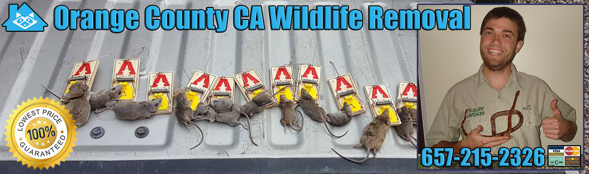 Orange County Wildlife and Animal Removal